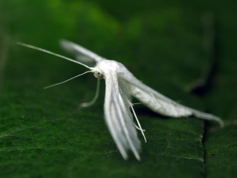 Pterophorus pentadactyla